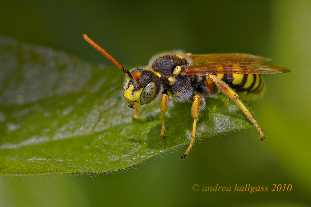 Forse Anthidium sp. ??? No. Nomada sp. appena svegliata