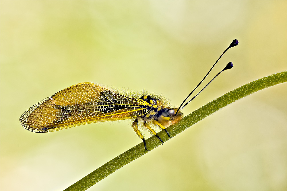 Ascalafo da determinare - Libelloides longicornis