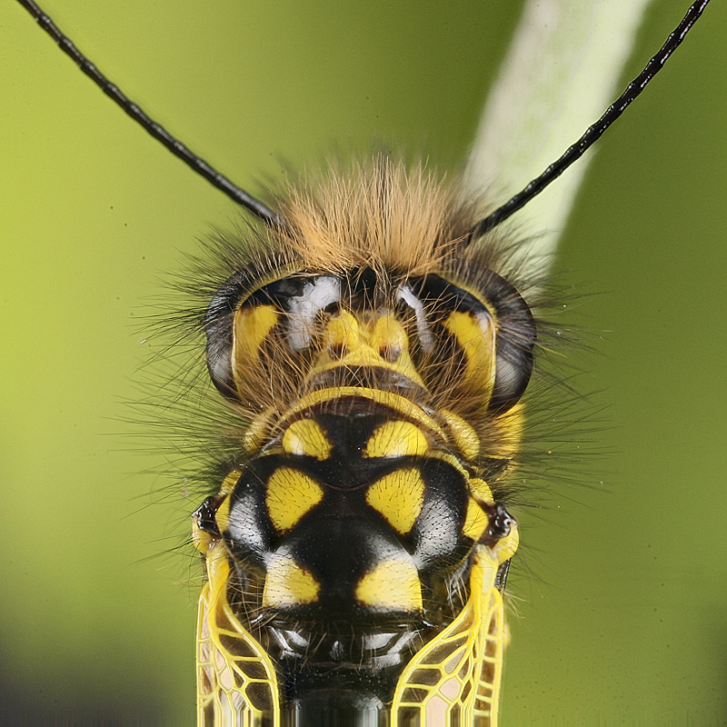Ascalafo da determinare - Libelloides longicornis
