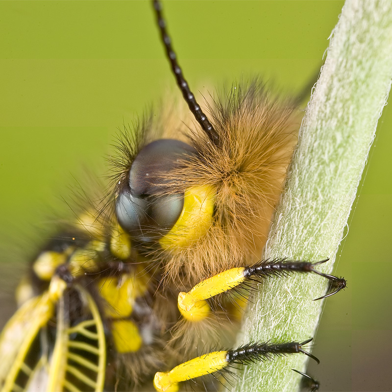 Ascalafo da determinare - Libelloides longicornis