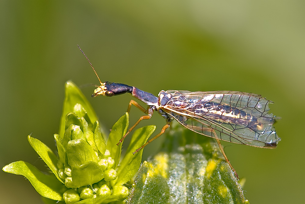 Non vado oltre Raphidiidae .. - Ornatoraphidia flavilabris