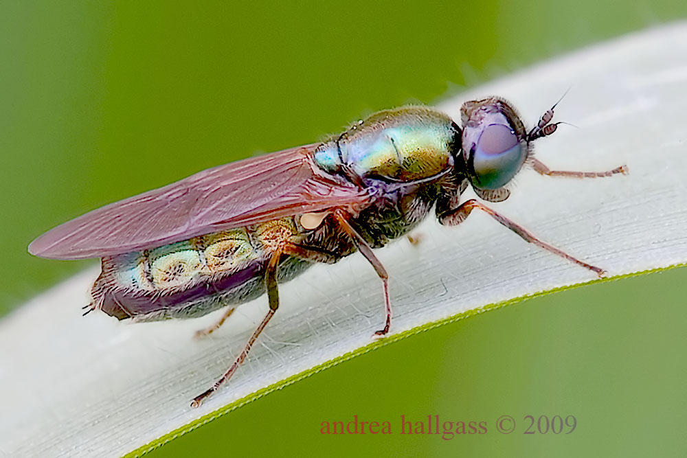 Chloromyia formosa F (Stratiomyidae).