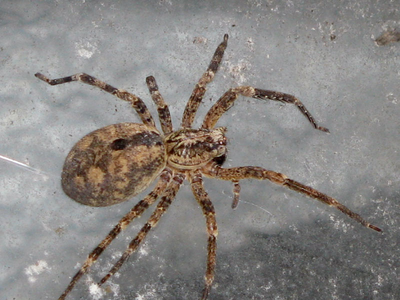 Zoropsis sp.; Micrommata virescens