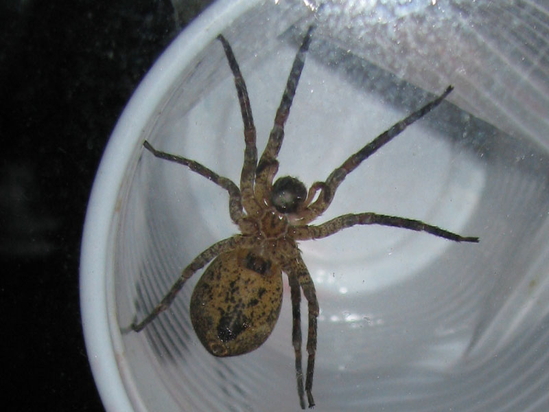 Zoropsis sp.; Micrommata virescens