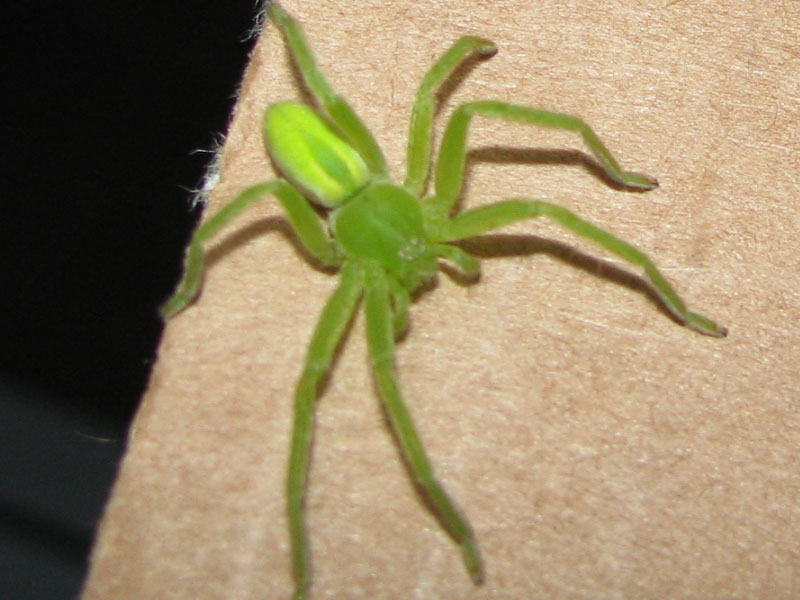 Zoropsis sp.; Micrommata virescens