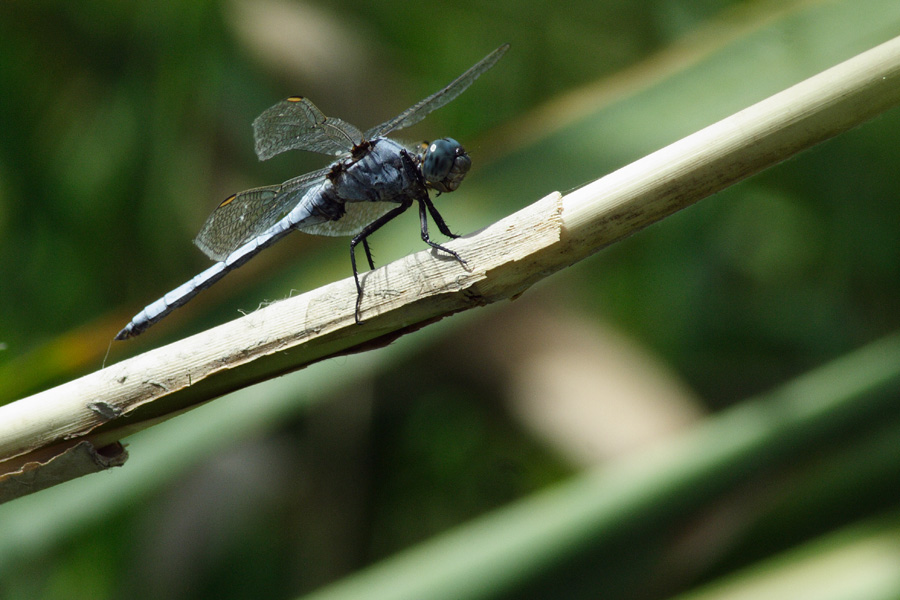 Orthetrum coerulescens