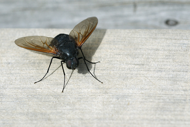 Satyramoeba hetrusca (Bombyliidae)