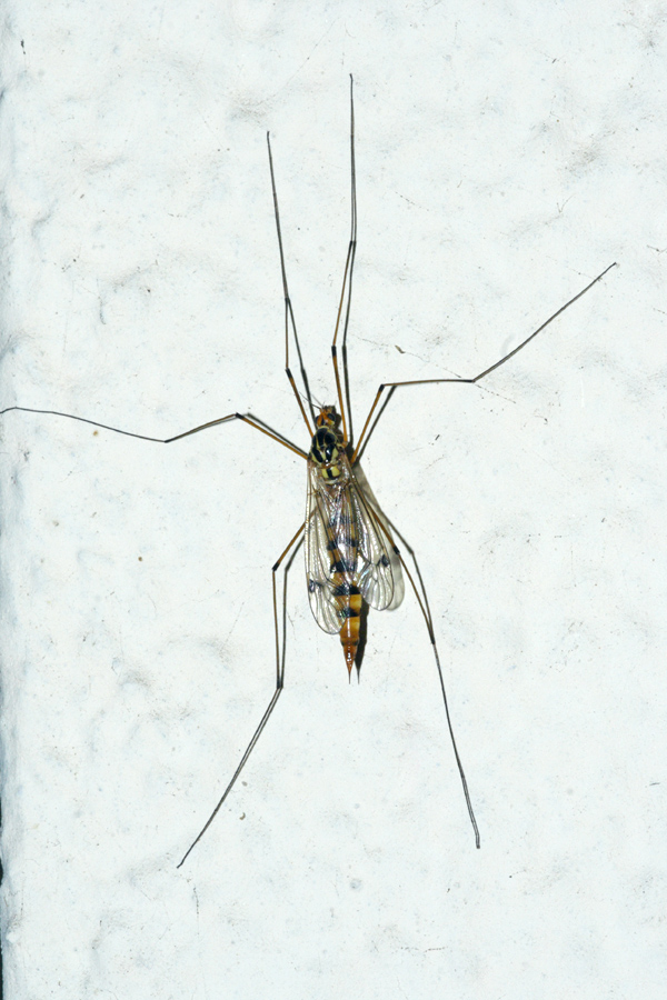 Tipulide cittadina