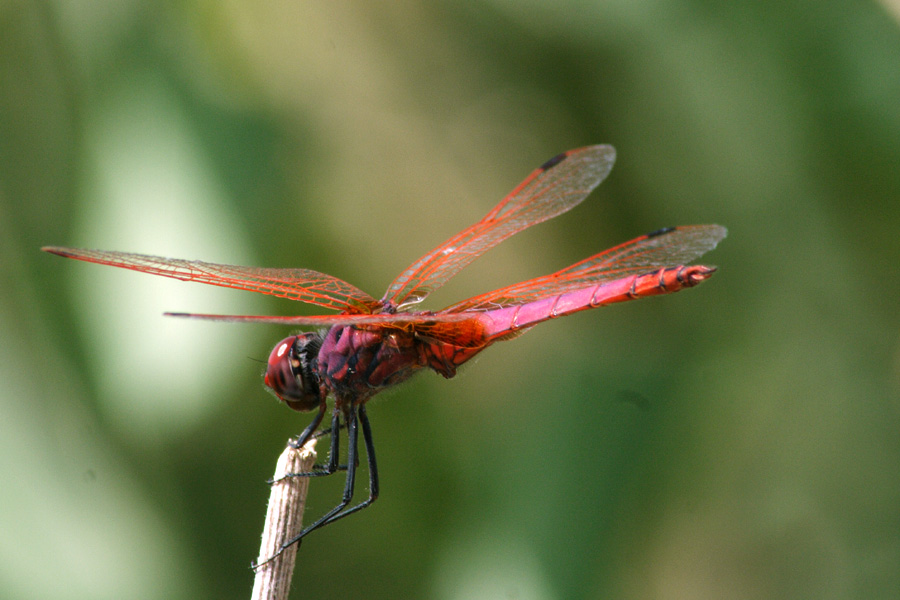 Trithemis annulata