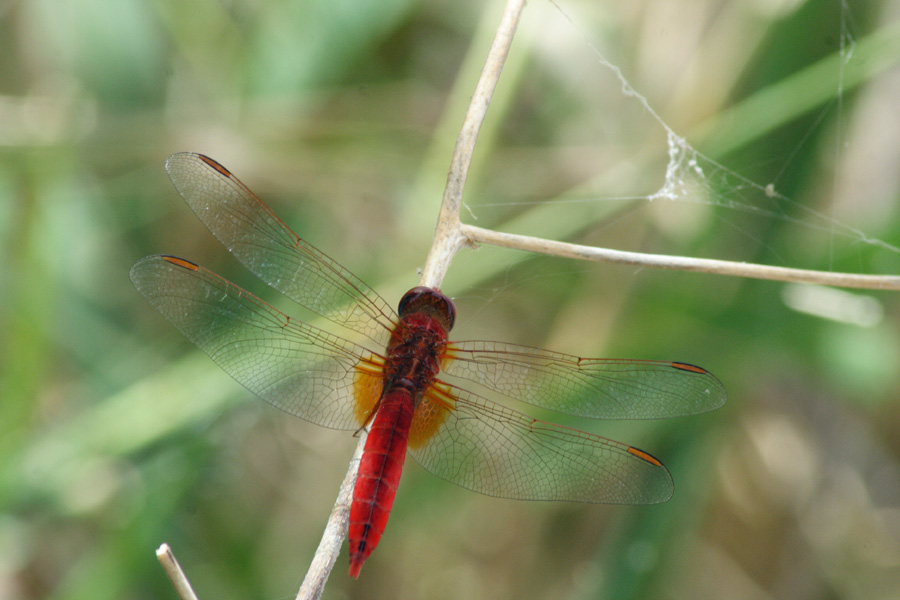 Crocothemis erythraea