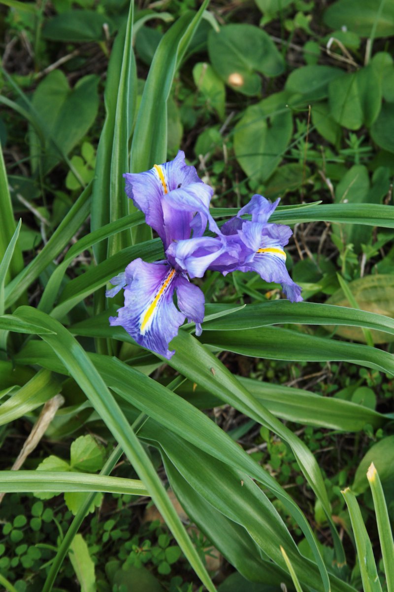 Iris planifolia