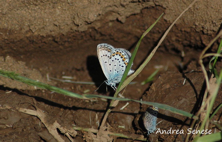 Plebejus argus