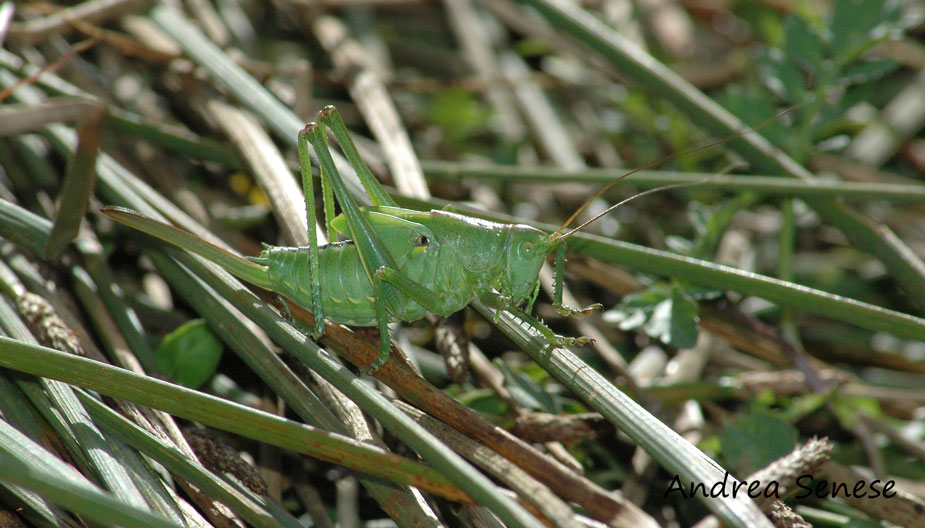 Tettigonia sp. (ninfa)