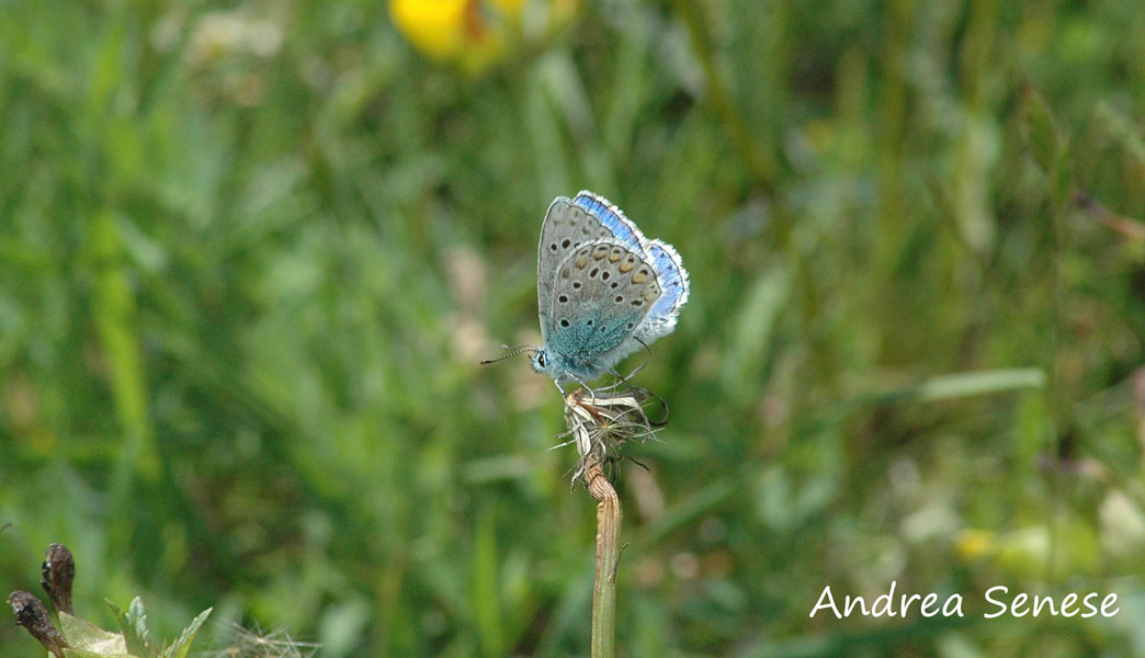 Plebejus argus