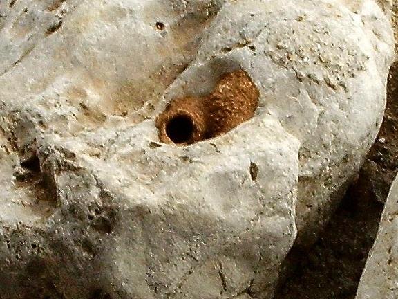 Apide al nido: Chalicodoma siculum (Apidae Megachilinae)