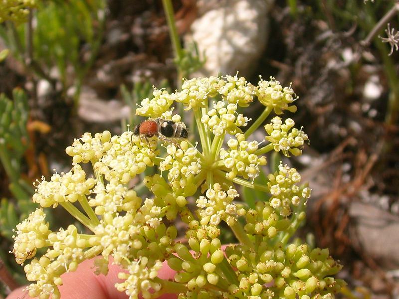 Nemka viduata (Mutillidae) su infior. di Crithmum maritimum