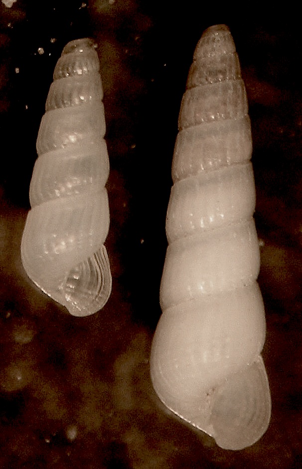 turbonilla?