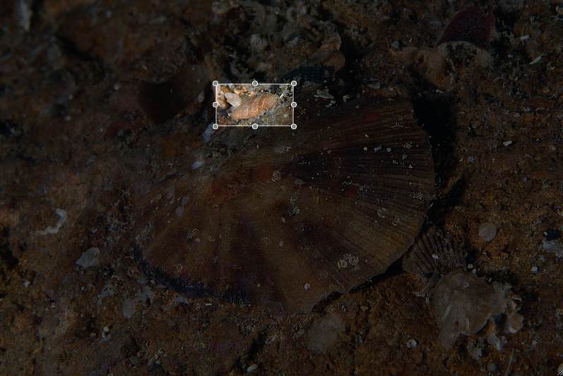 Patella sp.