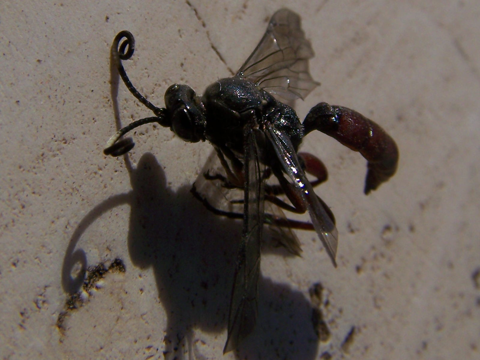 purtroppo morto:Coelichneumon orbitator (Ichneumonidae)