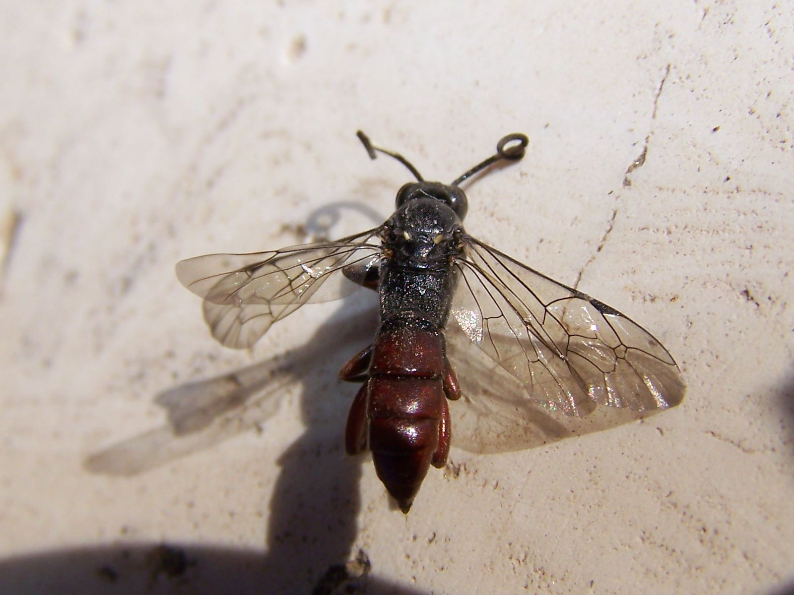 purtroppo morto:Coelichneumon orbitator (Ichneumonidae)