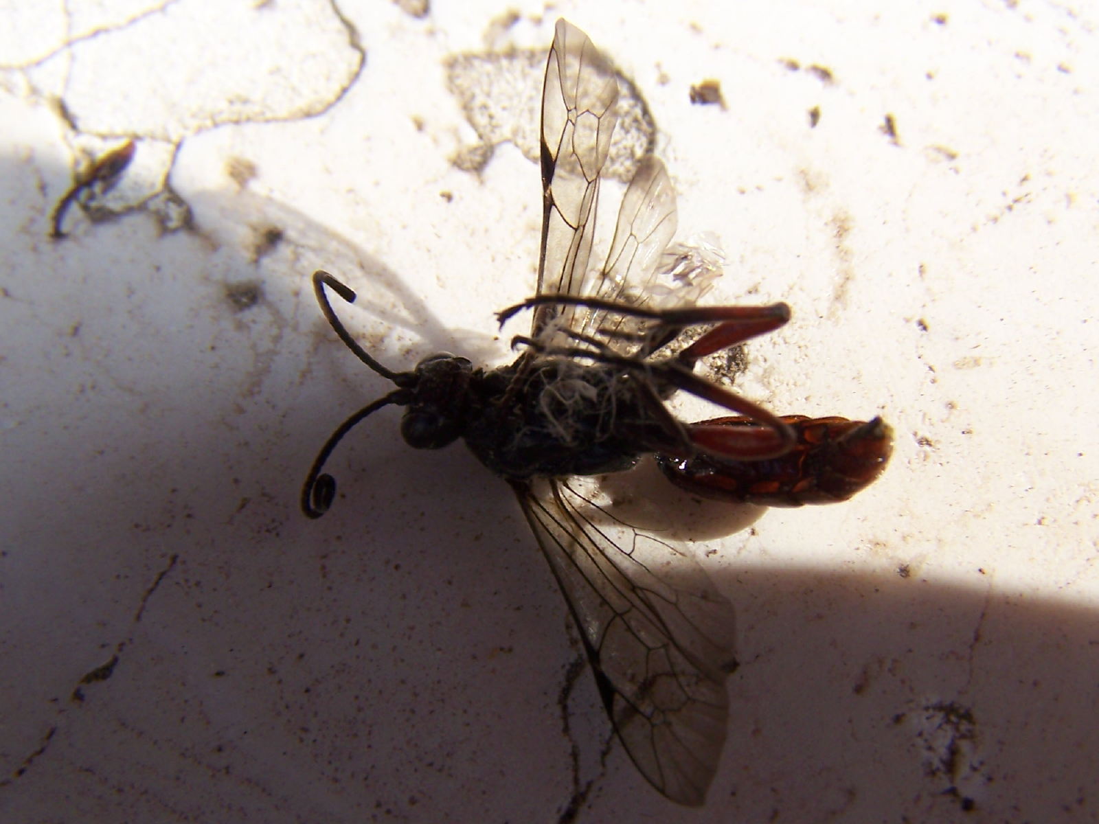 purtroppo morto:Coelichneumon orbitator (Ichneumonidae)