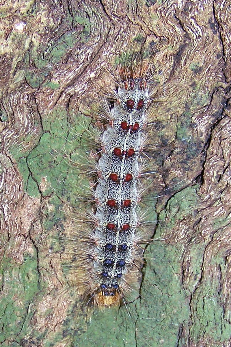 bruchi di Lymantria dispar