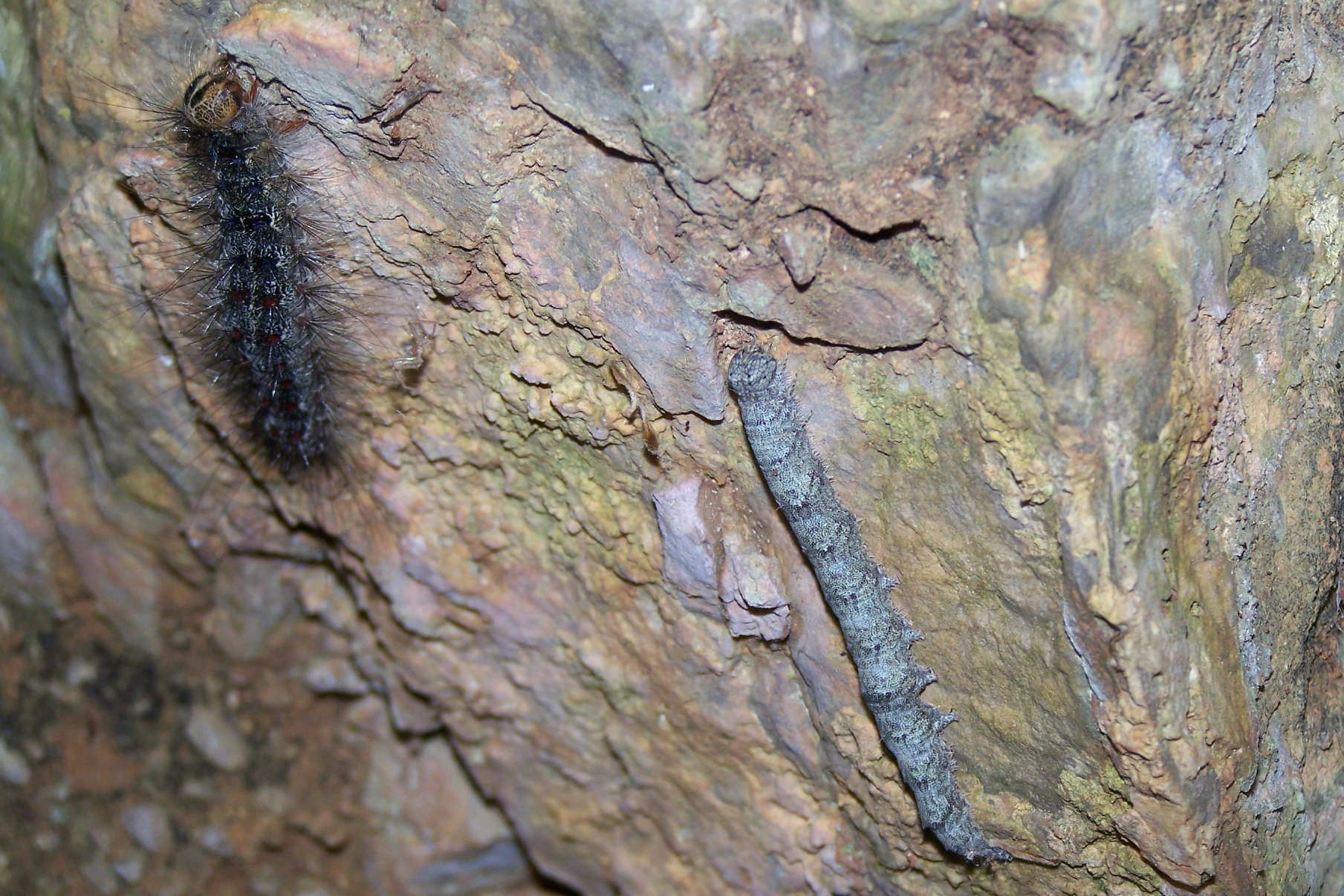 bruchi di Lymantria dispar