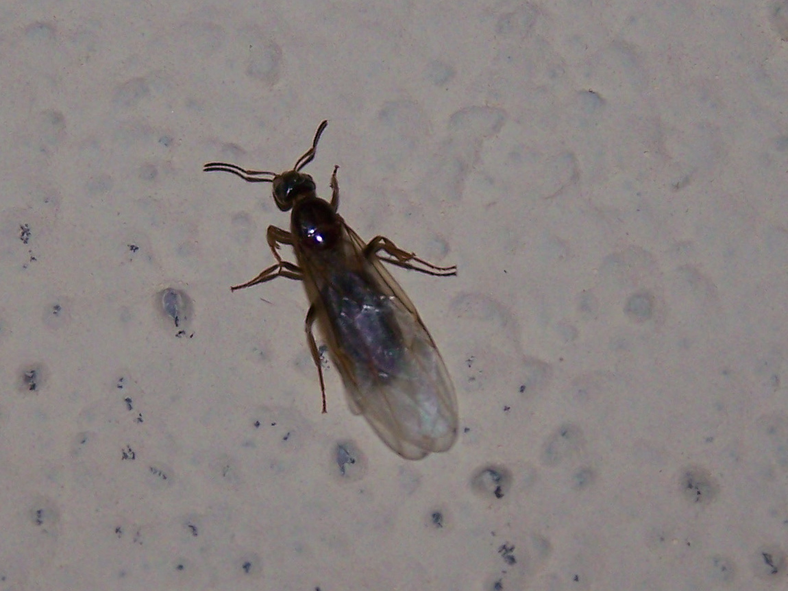 Formiche alate: forse Lasius o Formica