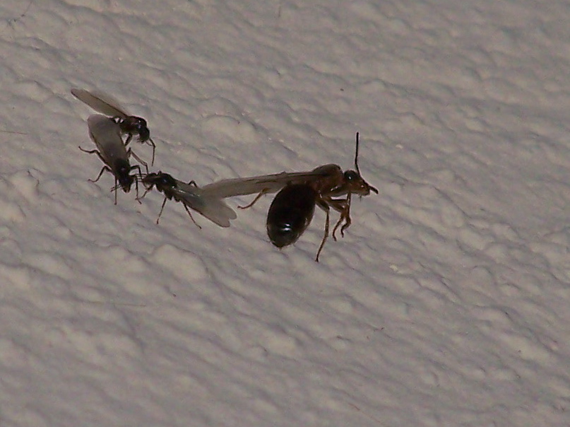 Formiche alate: forse Lasius o Formica