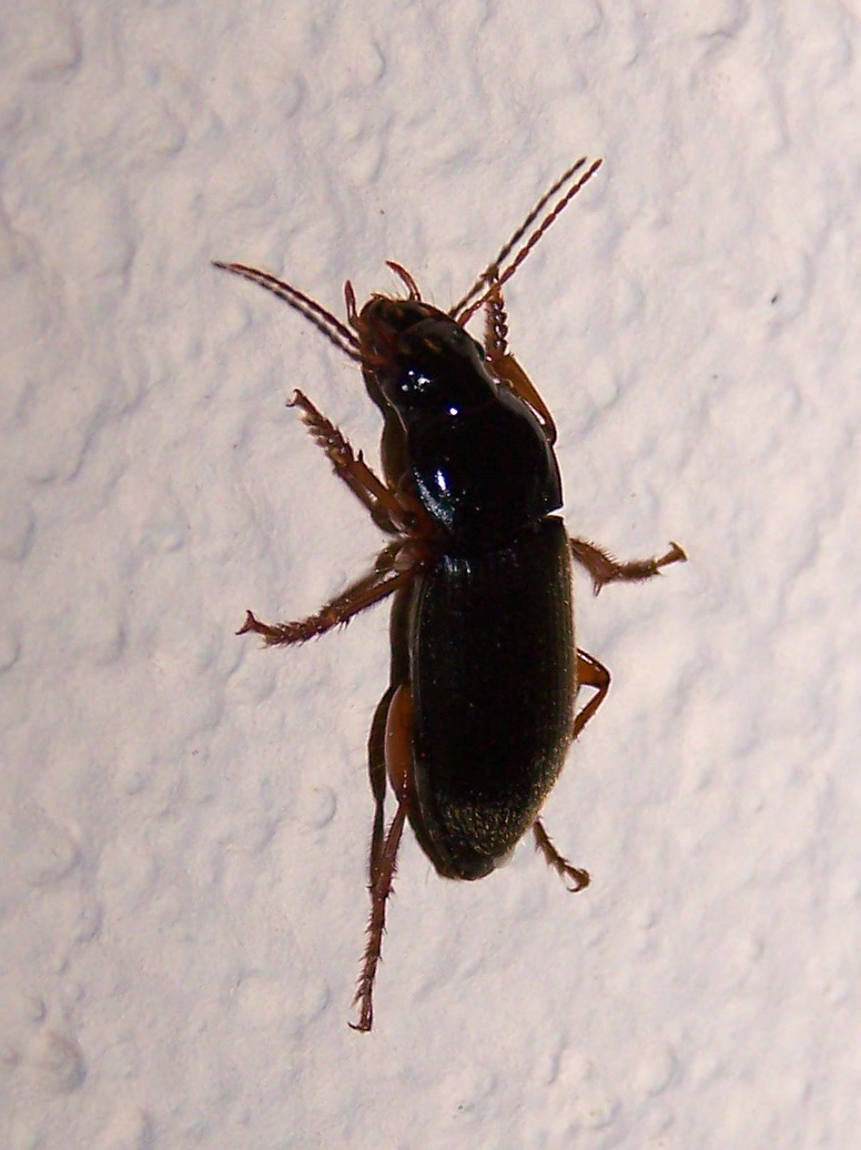 Pseudoophonus rufipes