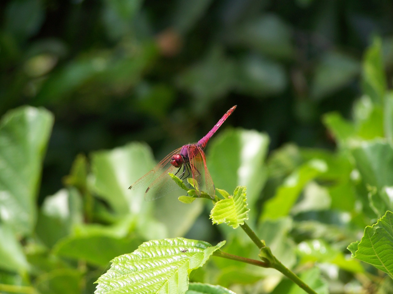sequenza Aeshnidae - Trithemis annulata (Libellulidae)