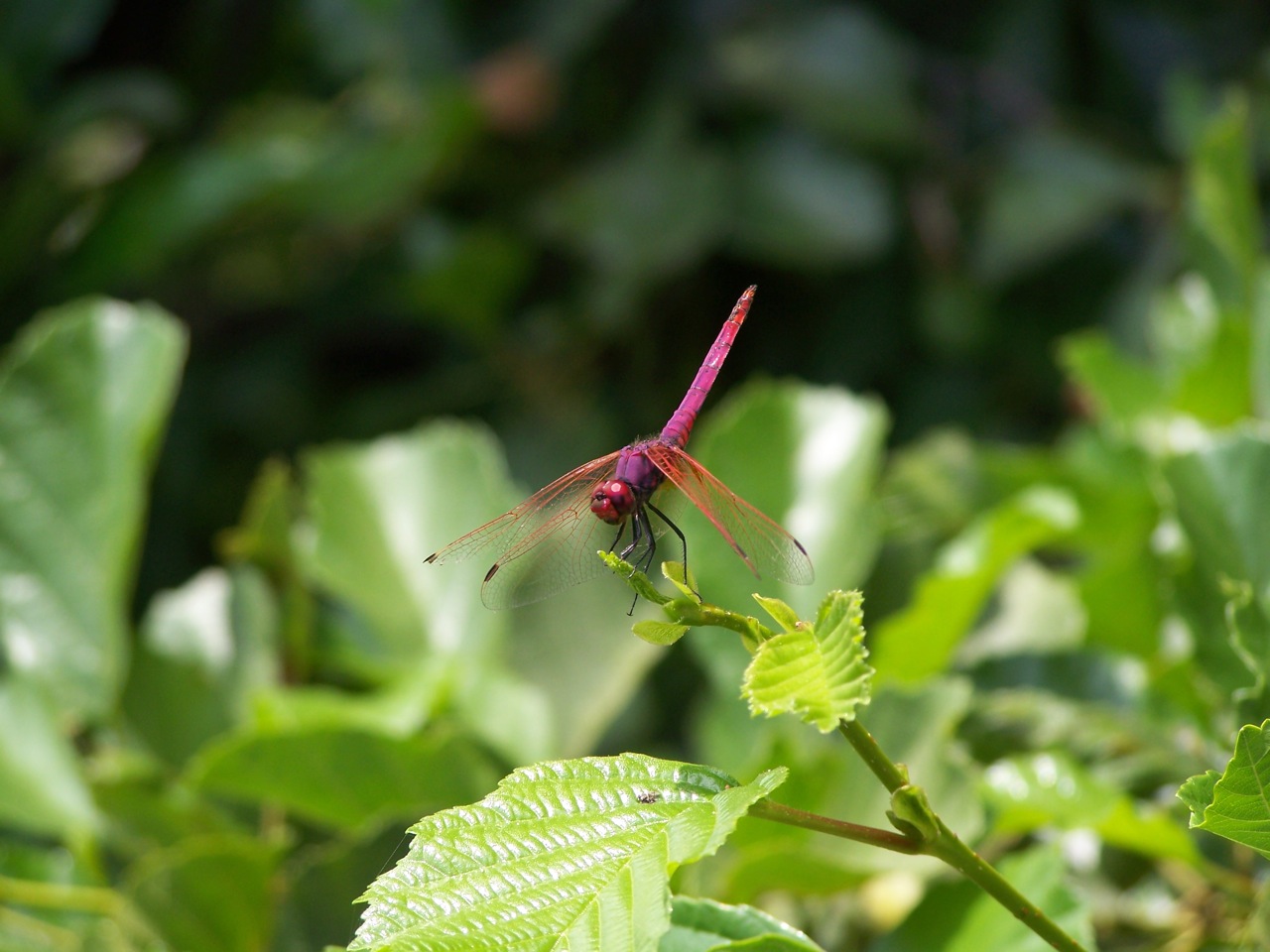 sequenza Aeshnidae - Trithemis annulata (Libellulidae)
