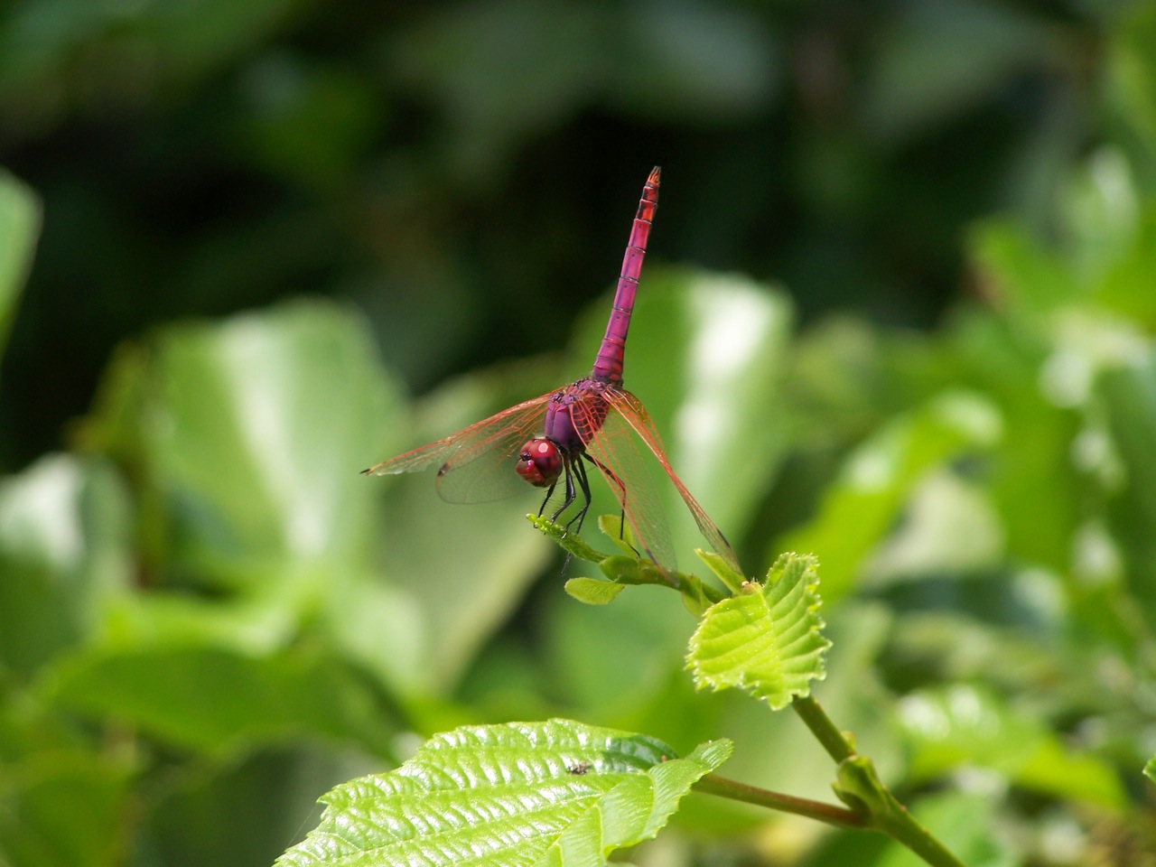 sequenza Aeshnidae - Trithemis annulata (Libellulidae)