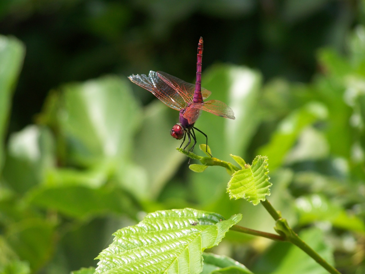 sequenza Aeshnidae - Trithemis annulata (Libellulidae)