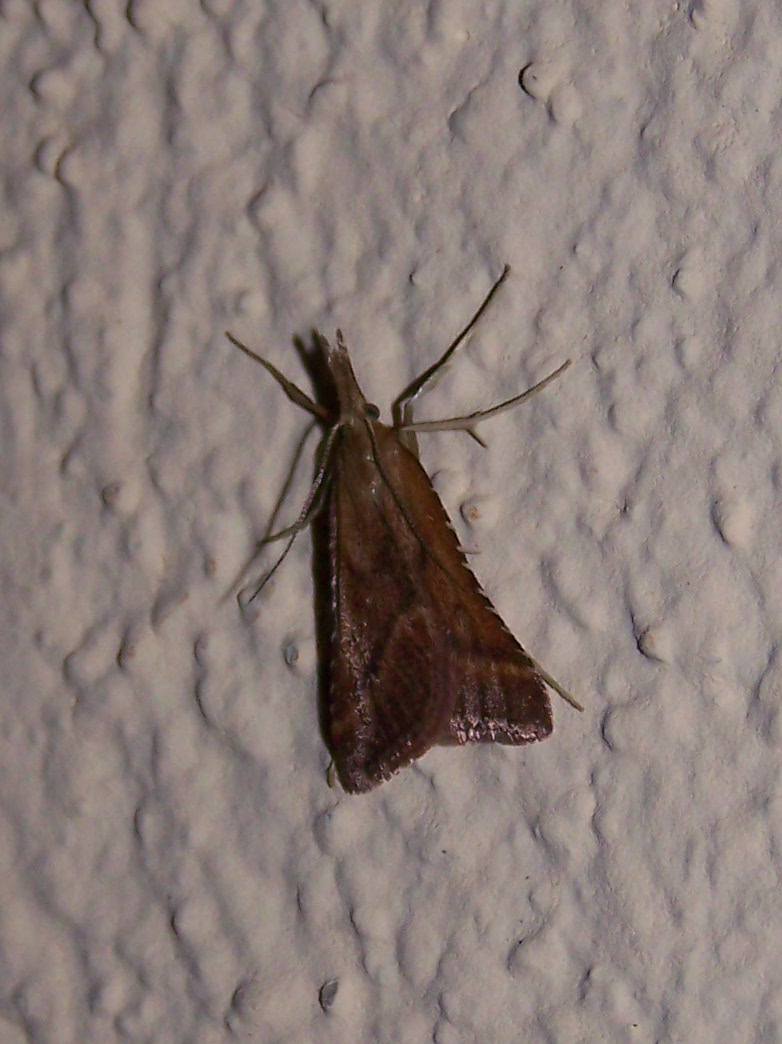 Crambidae?