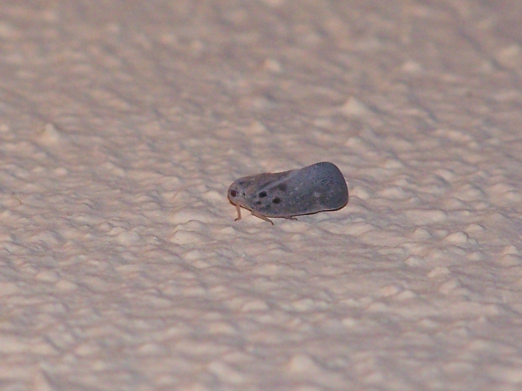 Metcalfa pruinosa? S