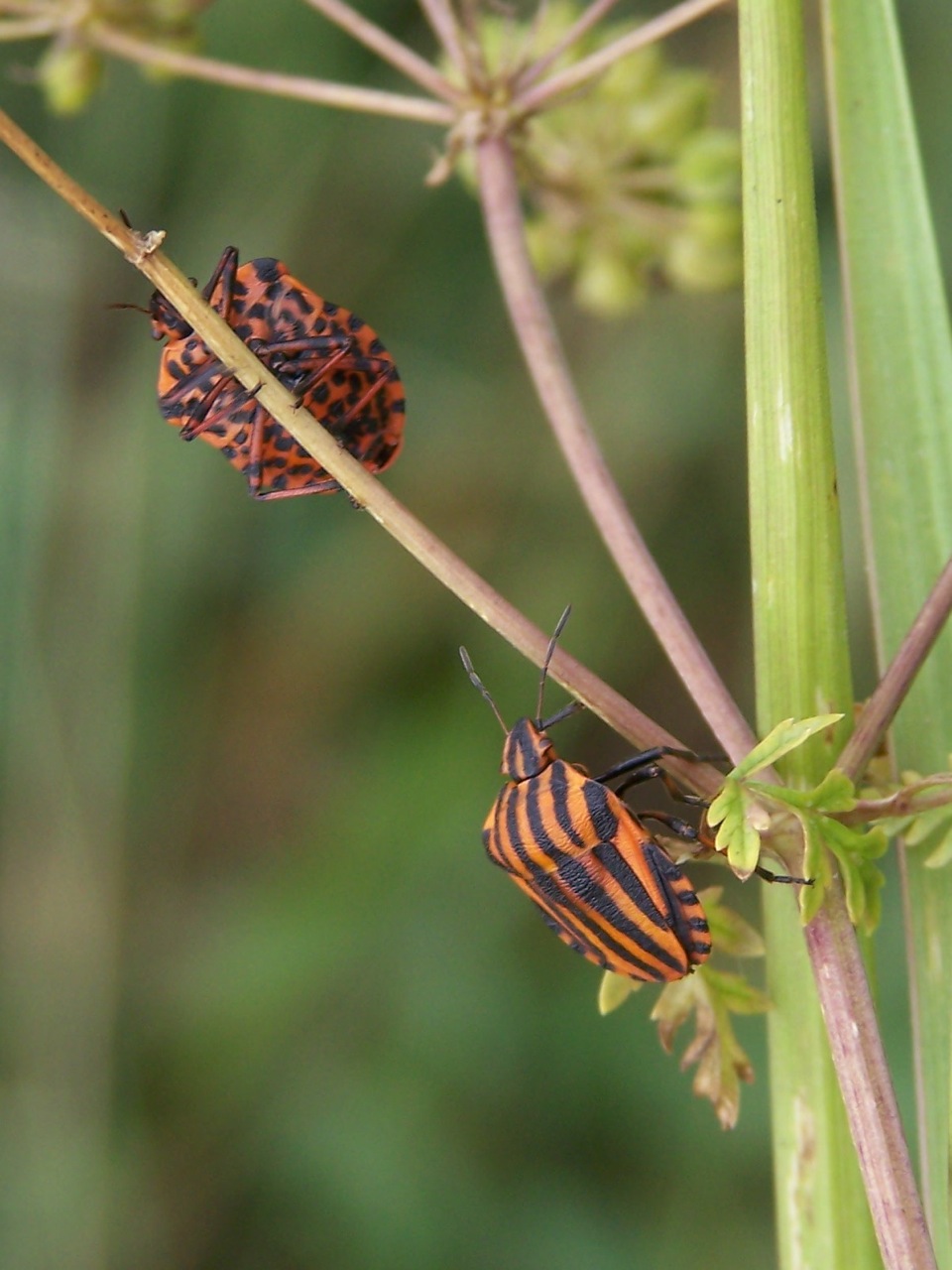 Pentatomidae: Graphosoma lineatum italicum dell''Umbria
