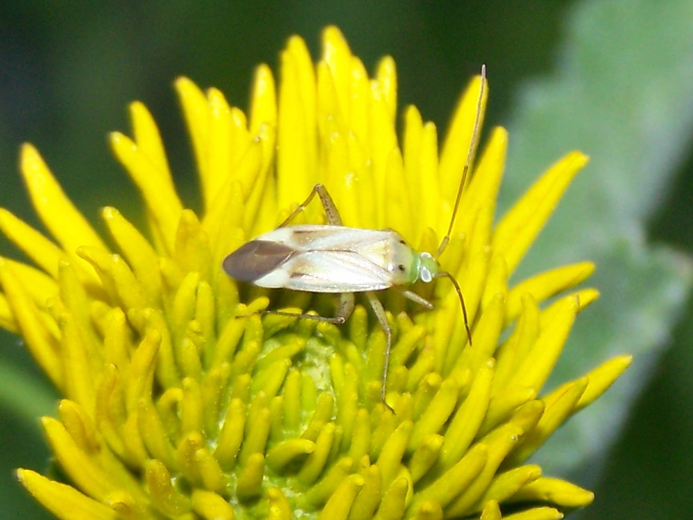Miridae: Adelphocoris lineolatus dell''Umbria