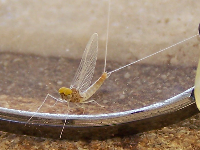 Baetis fuscatus