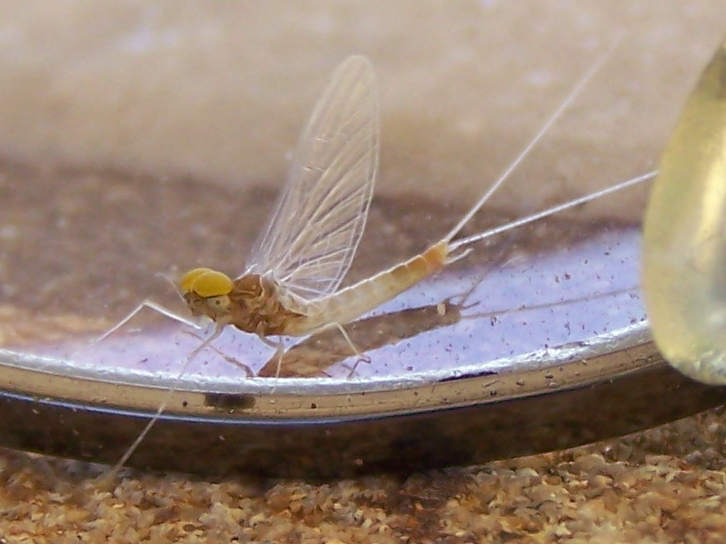 Baetis fuscatus