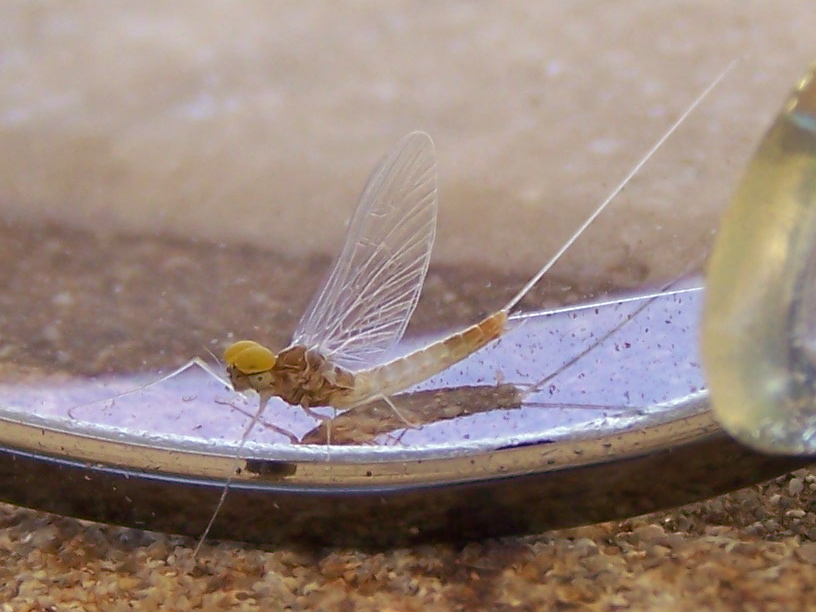 Baetis fuscatus