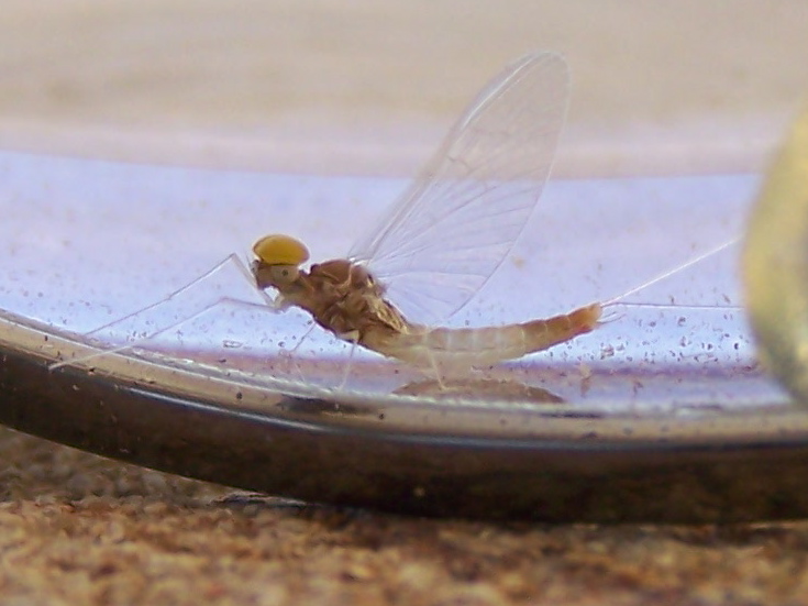Baetis fuscatus