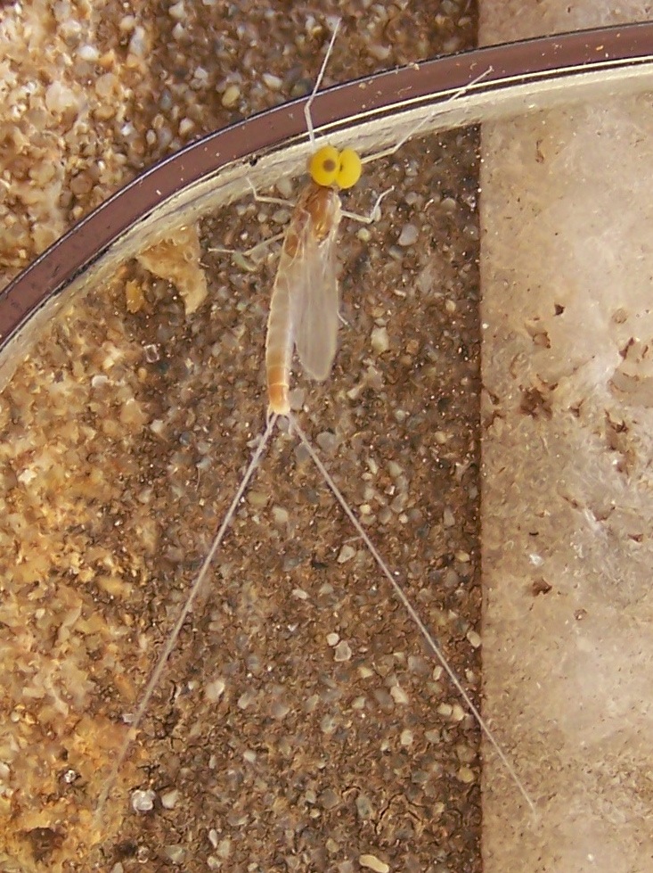 Baetis fuscatus