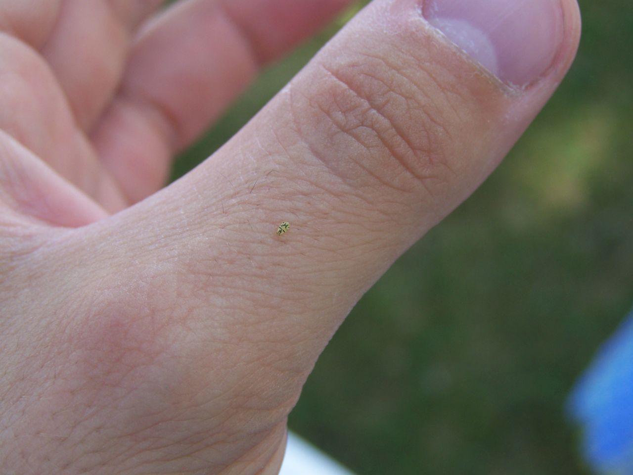 maschera tribale