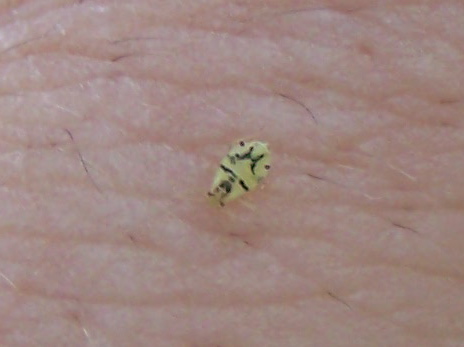 maschera tribale