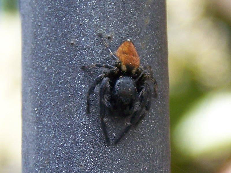 Carrhotus xanthogramma