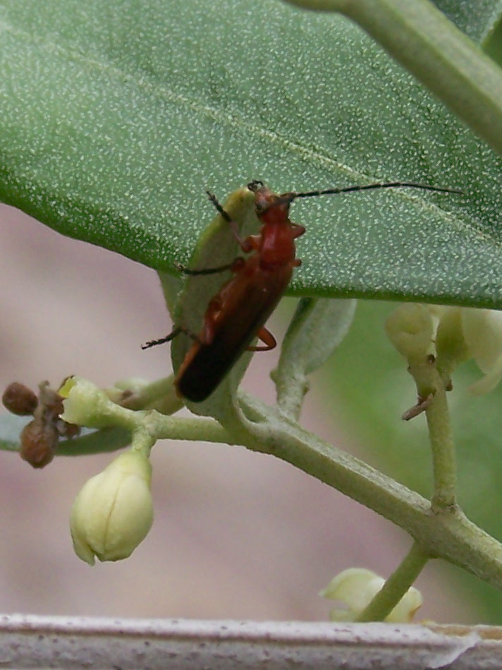 rosso: Rhagonycha fulva