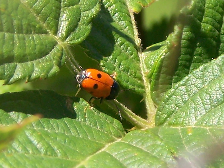 Cryptocephalus bipunctatus? No, trimaculatus