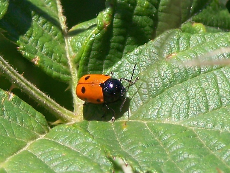 Cryptocephalus bipunctatus? No, trimaculatus