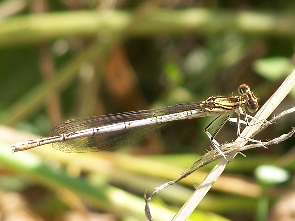 prime libellule - Platycnemis pennipes